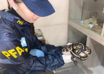 Descubren grupo en Argentina que vendía reptiles exóticos por internet y los enviaba por encomienda