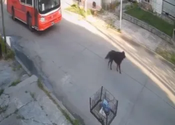 Video impactante: Milei muestra el trágico atropello de un perro y busca al responsable