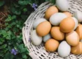 Aumento en el consumo de sustitutos veganos del huevo en la dieta diaria